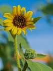 Common sunflower are found in the state of New Mexico. Art Print